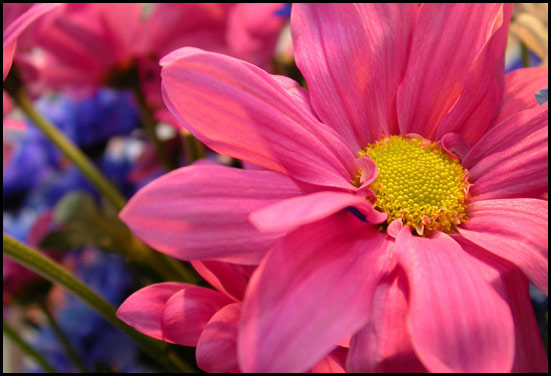Pink aster - 16th to 24th Anniversary flower
